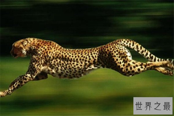 世界十大最快的动物 褐雨燕翅膀如镰刀,榜首速度秒虐好多跑车