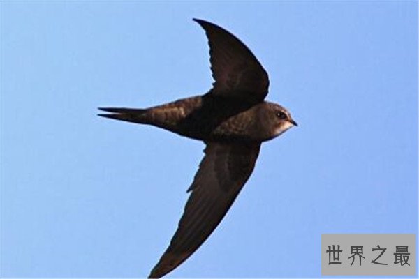 世界十大最快的动物 褐雨燕翅膀如镰刀,榜首速度秒虐好多跑车