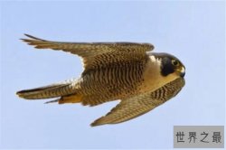 世界十大最快的动物 褐雨燕翅膀如镰刀,榜首速度秒虐好多跑车