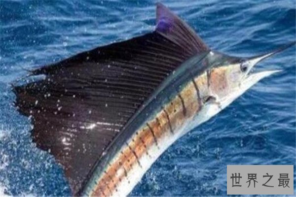 世界十大最快的动物 褐雨燕翅膀如镰刀,榜首速度秒虐好多跑车