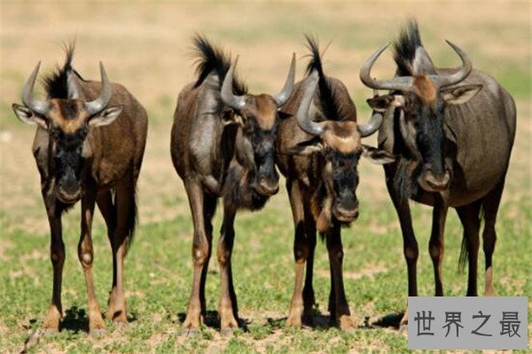世界十大最快的动物 褐雨燕翅膀如镰刀,榜首速度秒虐好多跑车