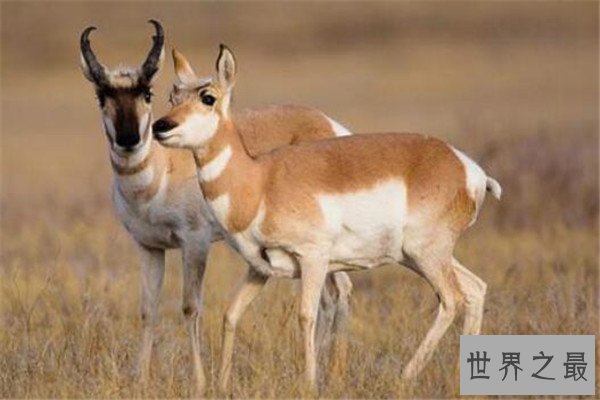 世界十大最快的动物 褐雨燕翅膀如镰刀,榜首速度秒虐好多跑车