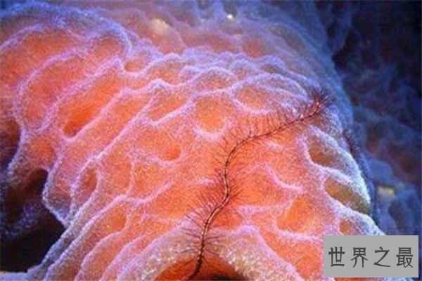 世界十大最长寿动物 乌龟无疑上榜但是最长寿的,第一能永生