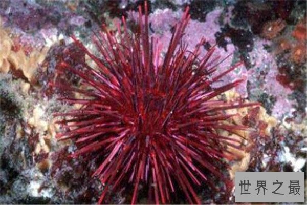 世界十大最长寿动物 乌龟无疑上榜但是最长寿的,第一能永生