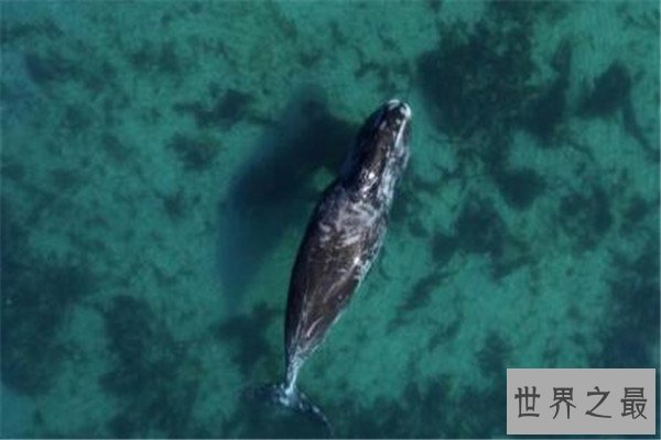 世界最大的动物十大排名 长颈鹿上榜，第五外观看着非常萌