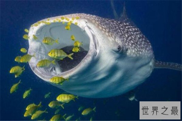 世界最大的动物十大排名 长颈鹿上榜，第五外观看着非常萌