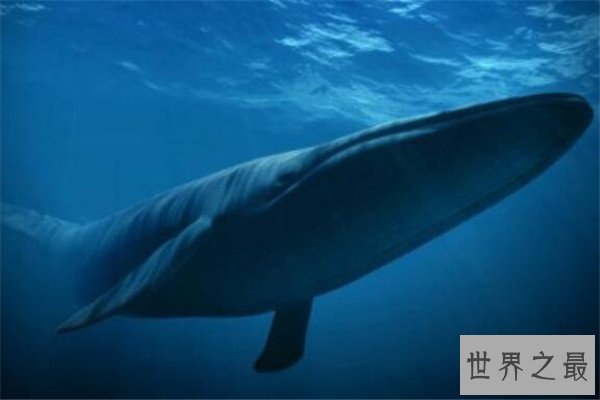 世界最大的动物十大排名 长颈鹿上榜，第五外观看着非常萌