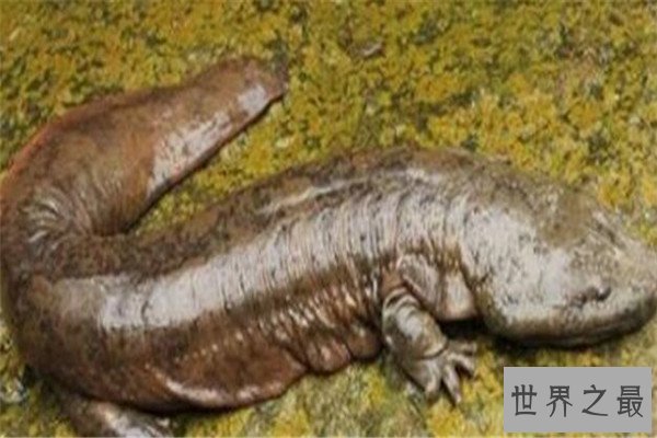 世界最大的动物十大排名 长颈鹿上榜，第五外观看着非常萌