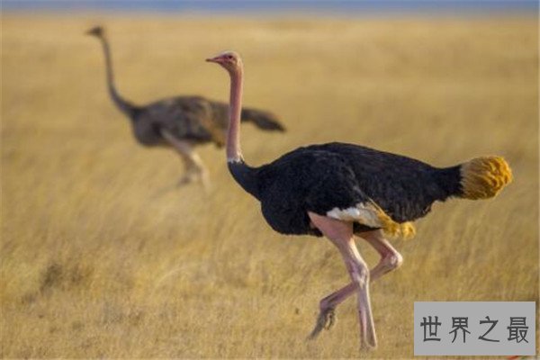 世界最大的动物十大排名 长颈鹿上榜，第五外观看着非常萌