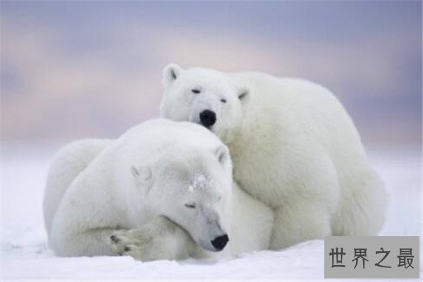 世界最大的动物十大排名 长颈鹿上榜，第五外观看着非常萌