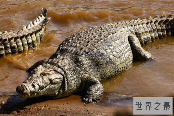 世界最大的动物十大排名 长颈鹿上榜，第五外观看着非常萌