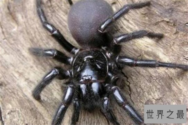 世界毒性最强的十大生物 锥形蜗牛一滴毒液能致死20位成年人