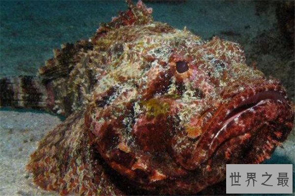 世界毒性最强的十大生物 锥形蜗牛一滴毒液能致死20位成年人