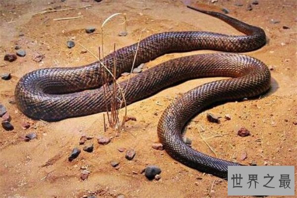 世界毒性最强的十大生物 锥形蜗牛一滴毒液能致死20位成年人