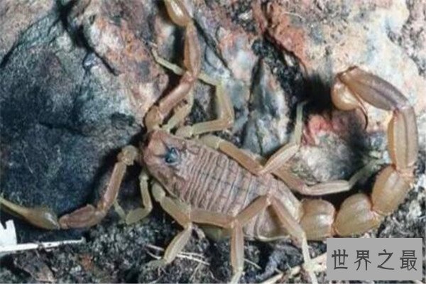 世界毒性最强的十大生物 锥形蜗牛一滴毒液能致死20位成年人