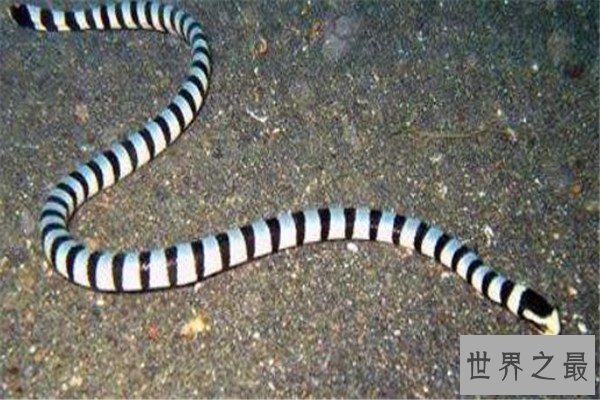世界毒性最强的十大生物 锥形蜗牛一滴毒液能致死20位成年人