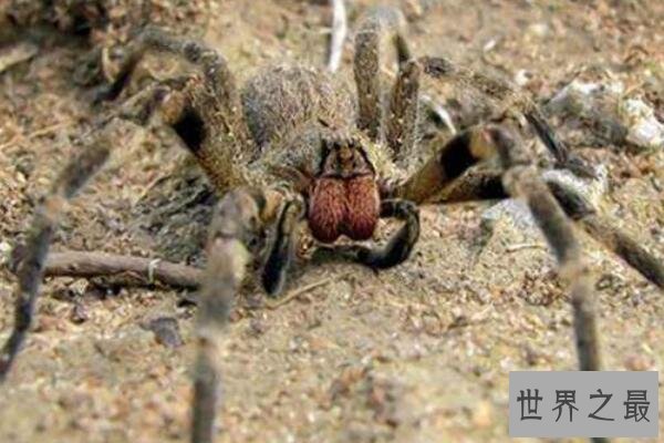 世界毒性最强的十大生物 锥形蜗牛一滴毒液能致死20位成年人