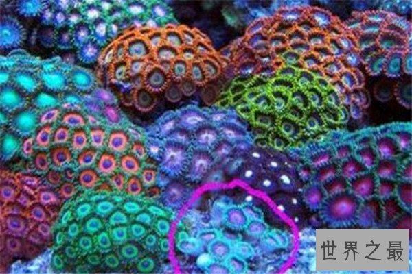 世界毒性最强的十大生物 锥形蜗牛一滴毒液能致死20位成年人