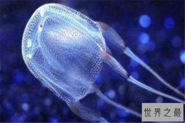 世界毒性最强的十大生物 锥形蜗牛一滴毒液能致死20位成年人