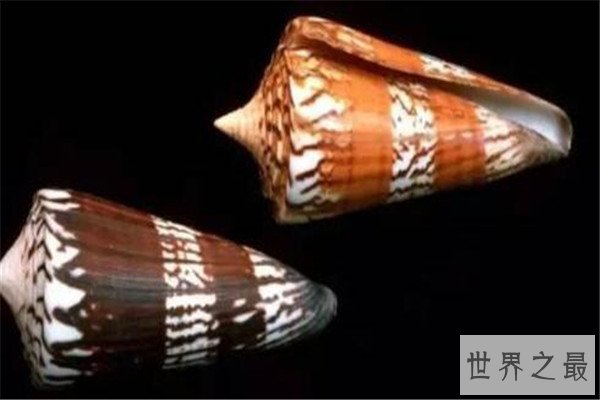 世界毒性最强的十大生物 锥形蜗牛一滴毒液能致死20位成年人