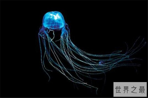 世界十大剧毒水母 澳洲方水母无疑上榜，你认识哪几个