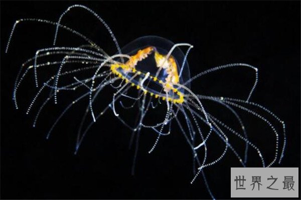 世界十大剧毒水母 澳洲方水母无疑上榜，你认识哪几个