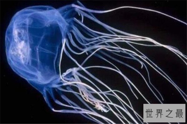 世界十大剧毒水母 澳洲方水母无疑上榜，你认识哪几个