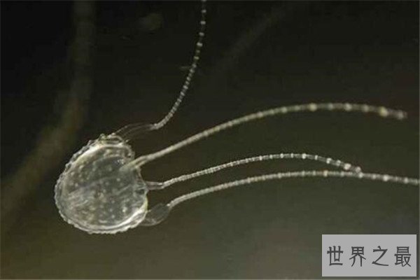 世界十大剧毒水母 澳洲方水母无疑上榜，你认识哪几个