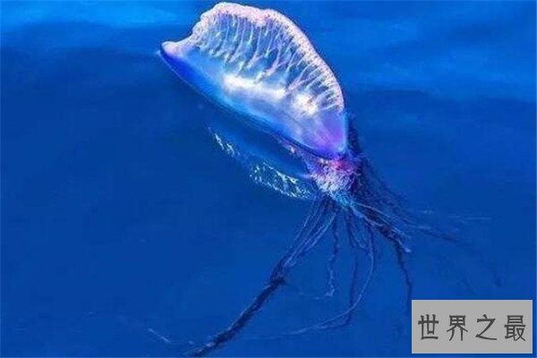 世界十大剧毒水母 澳洲方水母无疑上榜，你认识哪几个