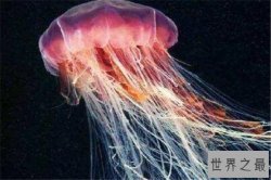 世界十大剧毒水母 澳洲方水母无疑上榜，你认识哪几个