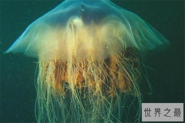 世界十大剧毒水母 澳洲方水母无疑上榜，你认识哪几个