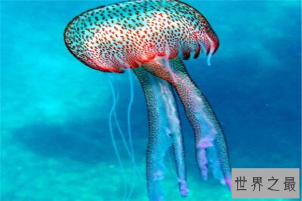 世界十大剧毒水母 澳洲方水母无疑上榜，你认识哪几个