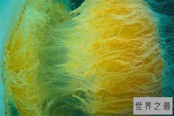 世界十大剧毒水母 澳洲方水母无疑上榜，你认识哪几个