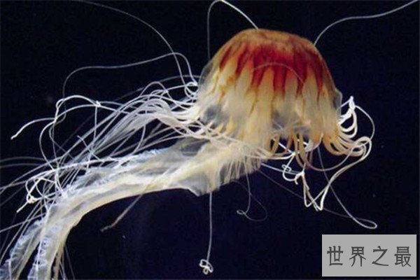 世界十大剧毒水母 澳洲方水母无疑上榜，你认识哪几个