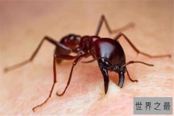 世界十大致命昆虫 行军蚁上榜，虎甲虫每小时能跑5.6英里