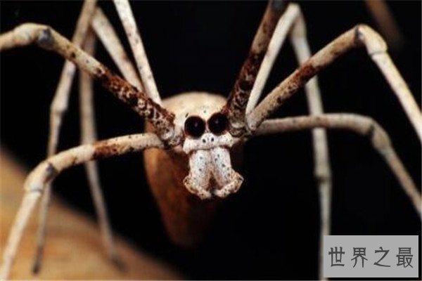 世界十大致命昆虫 行军蚁上榜，虎甲虫每小时能跑5.6英里