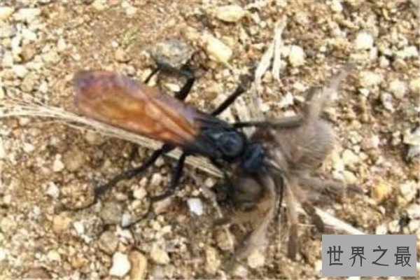 世界十大致命昆虫 行军蚁上榜，虎甲虫每小时能跑5.6英里