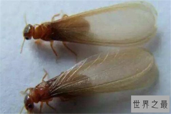 世界十大致命昆虫 行军蚁上榜，虎甲虫每小时能跑5.6英里