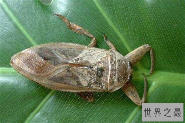 世界十大致命昆虫 行军蚁上榜，虎甲虫每小时能跑5.6英里