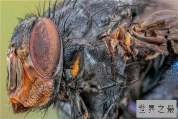 世界十大致命昆虫 行军蚁上榜，虎甲虫每小时能跑5.6英里