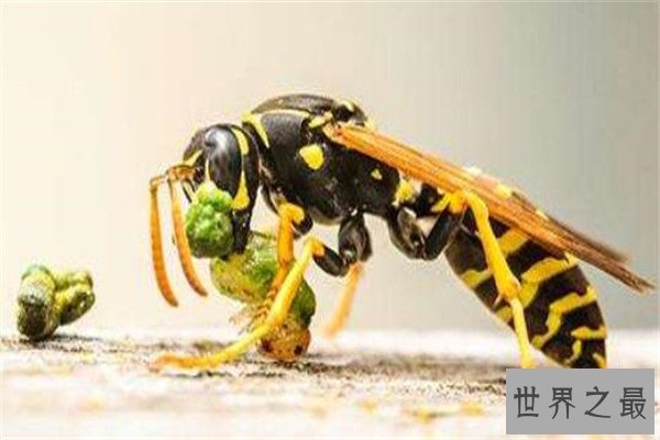 世界十大致命昆虫 行军蚁上榜，虎甲虫每小时能跑5.6英里