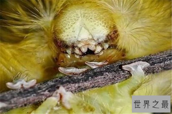 世界十大致命昆虫 行军蚁上榜，虎甲虫每小时能跑5.6英里