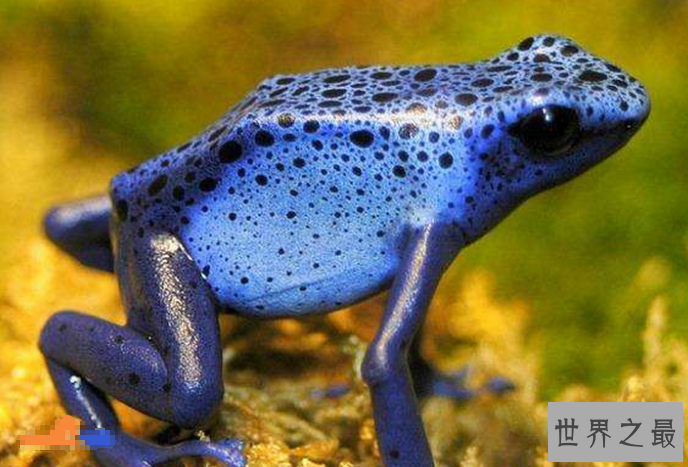 世界十大杀手动物 蚊子位列榜首，大象排第七