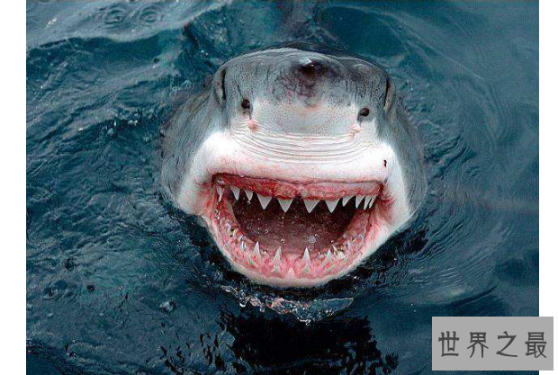 世界十大杀手动物 蚊子位列榜首，大象排第七