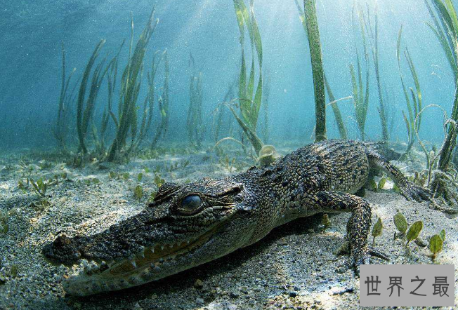 世界十大杀手动物 蚊子位列榜首，大象排第七