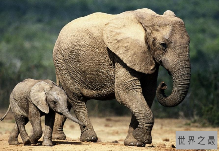 世界十大杀手动物 蚊子位列榜首，大象排第七