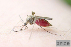 世界十大杀手动物 蚊子位列榜首，大象排第七