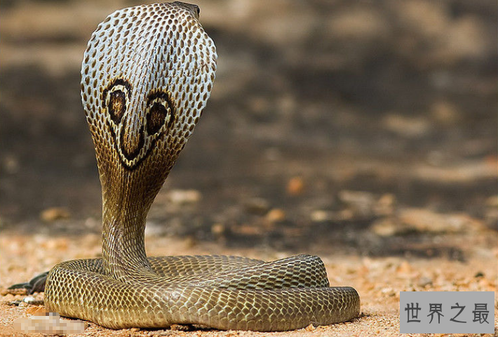 世界十大杀手动物 蚊子位列榜首，大象排第七