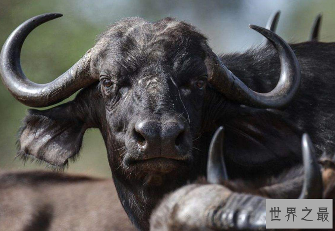 世界十大杀手动物 蚊子位列榜首，大象排第七