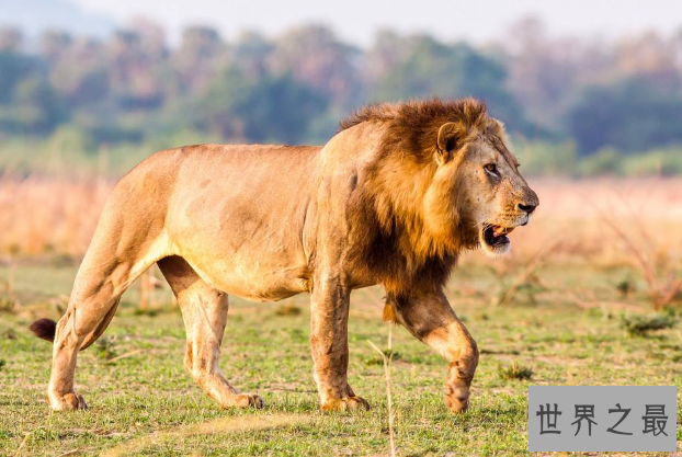 世界十大杀手动物 蚊子位列榜首，大象排第七